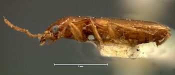 Media type: image;   Entomology 5564 Aspect: habitus lateral view